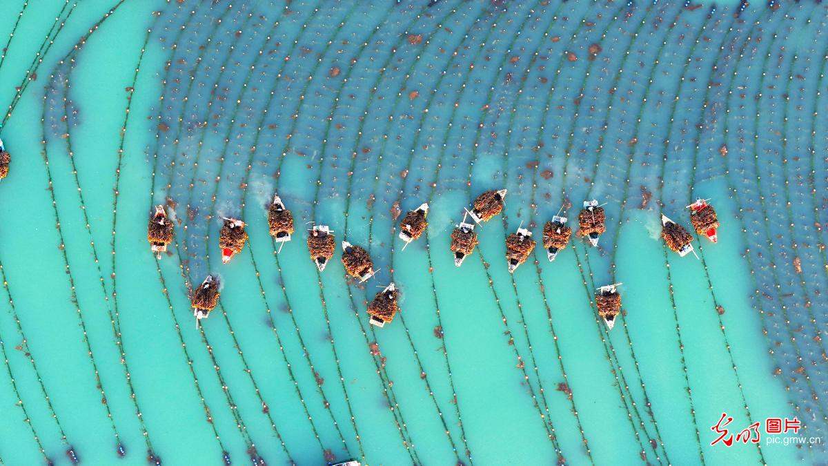 18万亩海带进入集中收获期