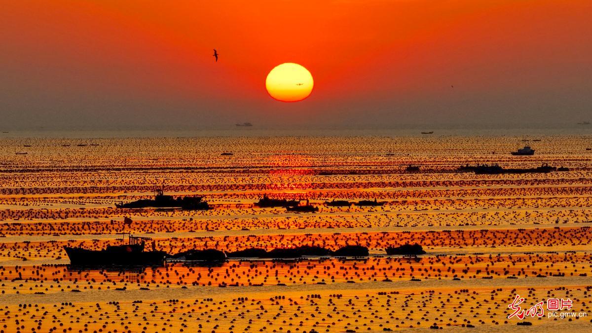 18万亩海带进入集中收获期