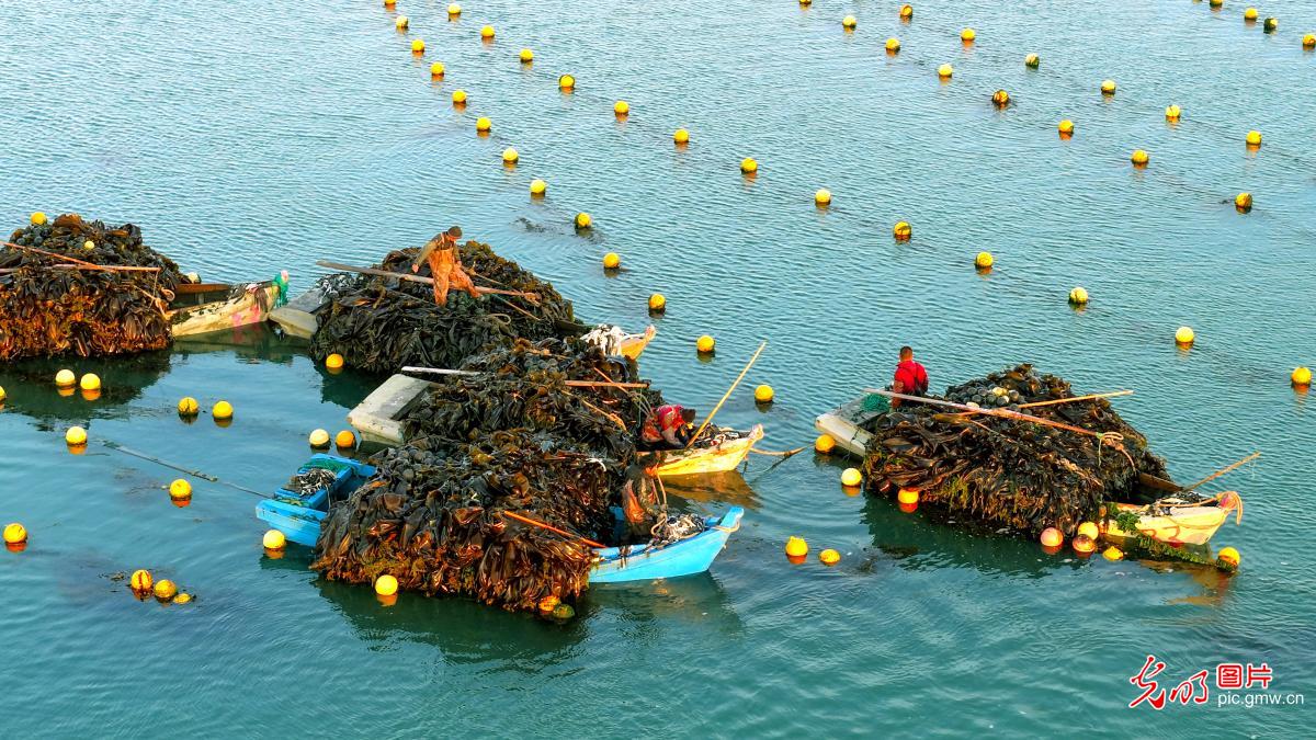 18万亩海带进入集中收获期