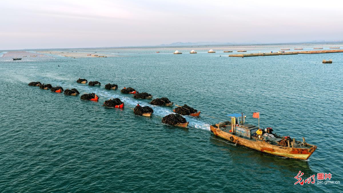 18万亩海带进入集中收获期