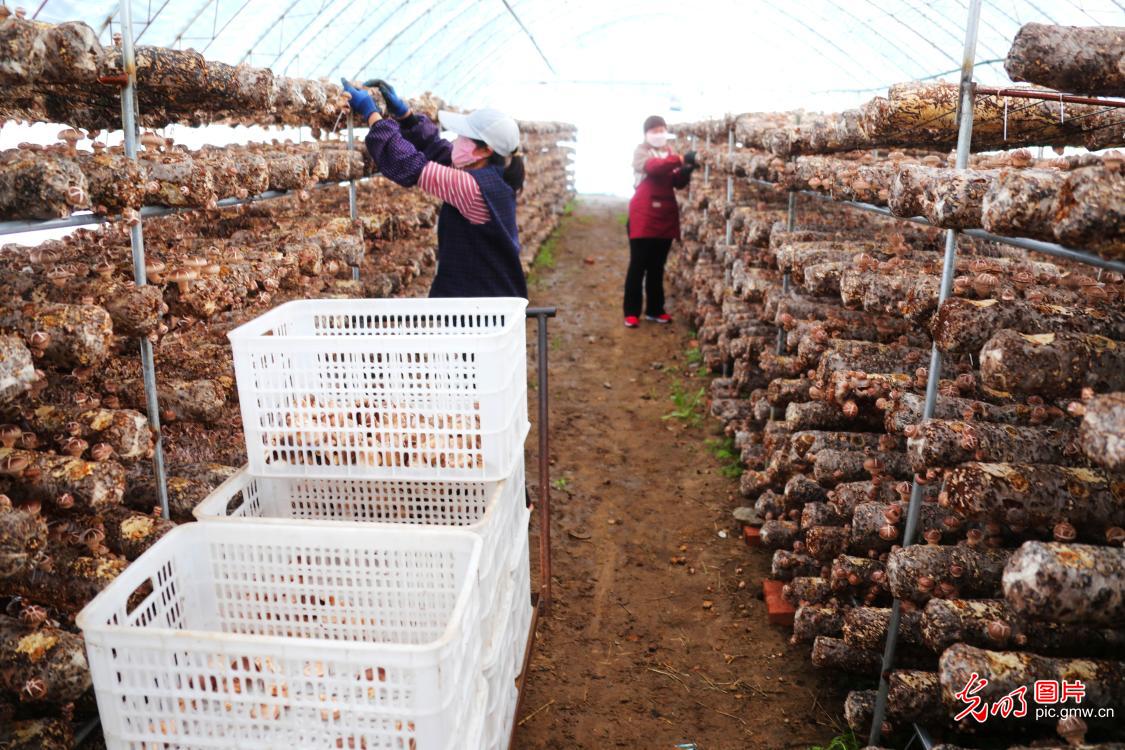 厚植乡村底色 绽放振兴生机