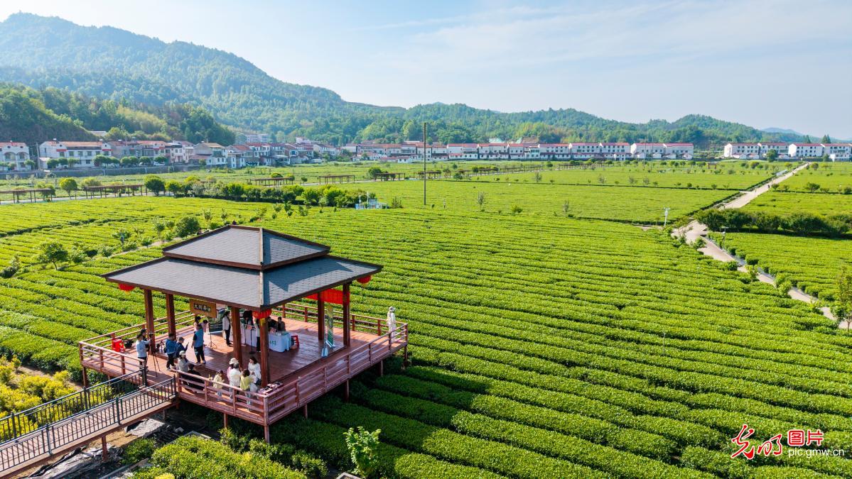 厚植乡村底色 绽放振兴生机