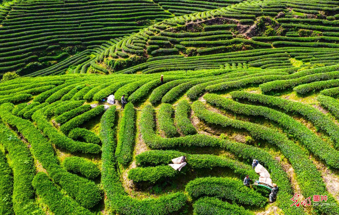 厚植乡村底色 绽放振兴生机