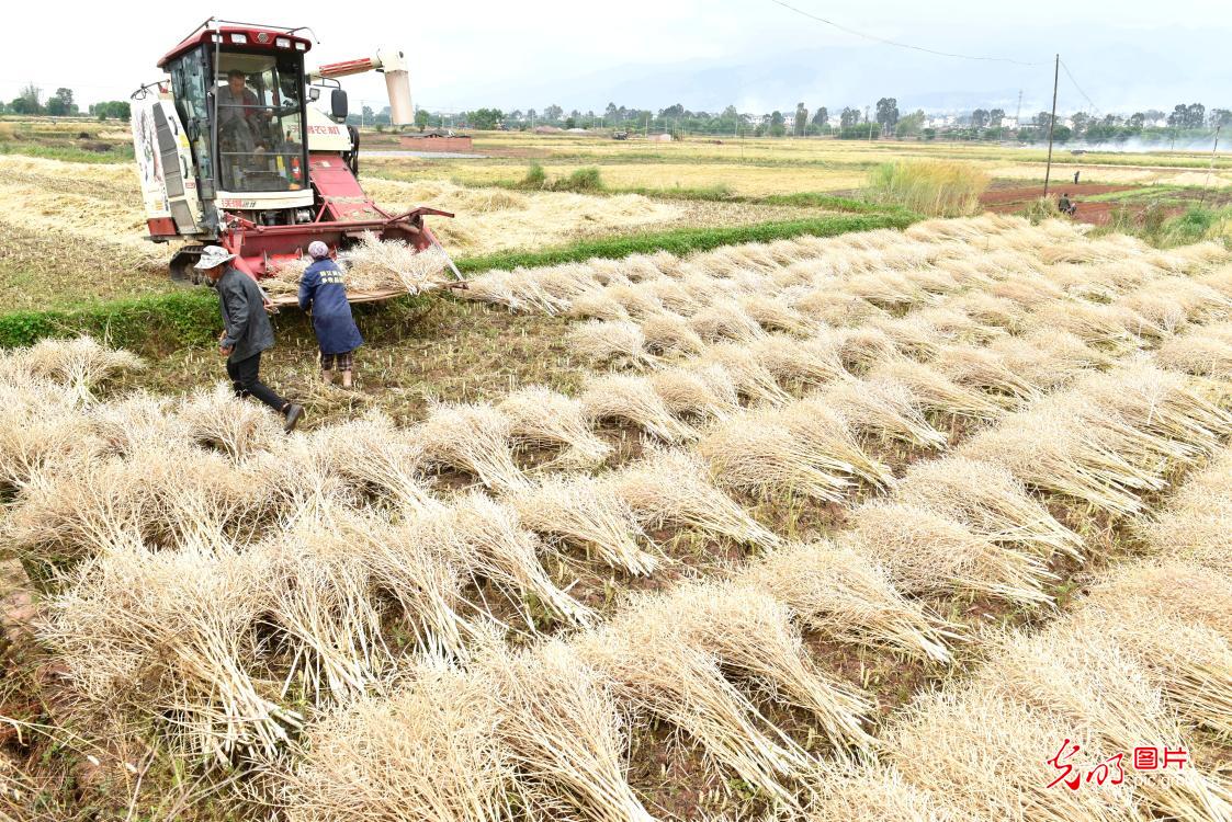 厚植乡村底色 绽放振兴生机