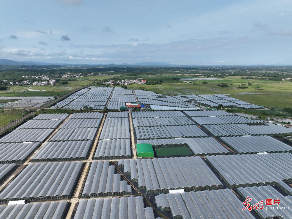 厚植乡村底色 绽放振兴生机