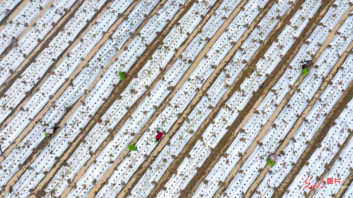 厚植乡村底色 绽放振兴生机