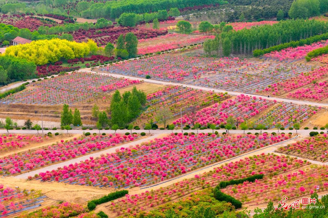 厚植乡村底色 绽放振兴生机