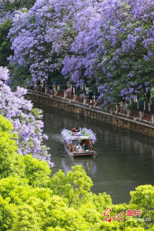 蓝花楹绽放 江岸尽芳菲