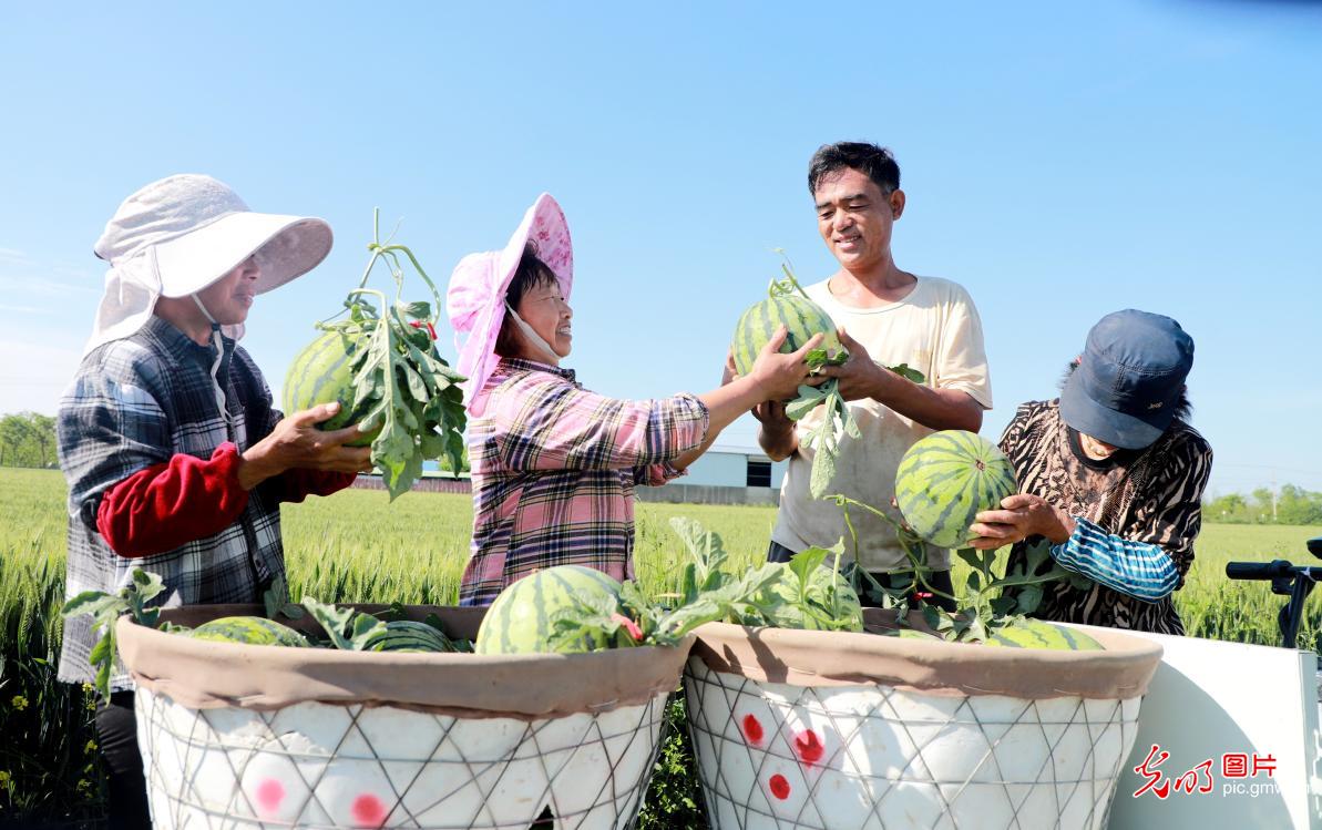 抢抓时令忙夏管 沃土耕耘促振兴