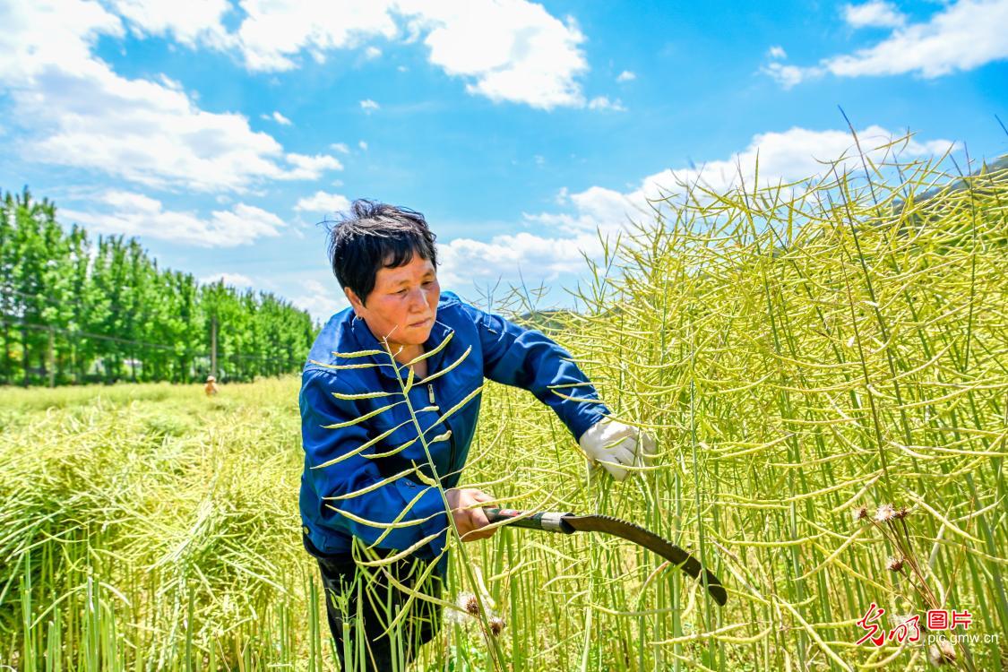 抢抓时令忙夏管 沃土耕耘促振兴