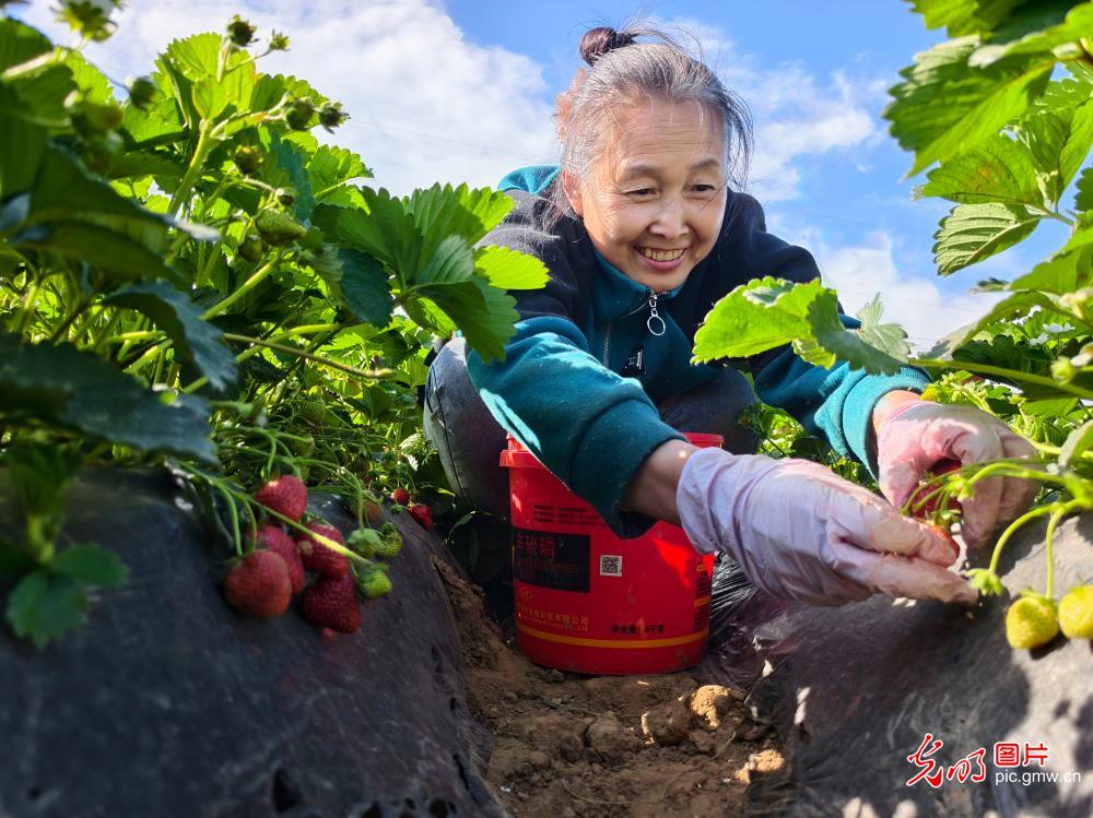 抢抓时令忙夏管 沃土耕耘促振兴