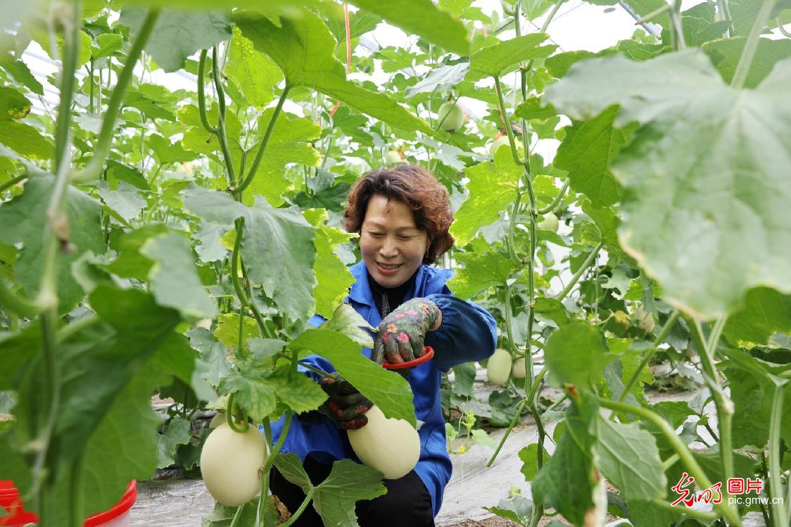 抢抓时令忙夏管 沃土耕耘促振兴