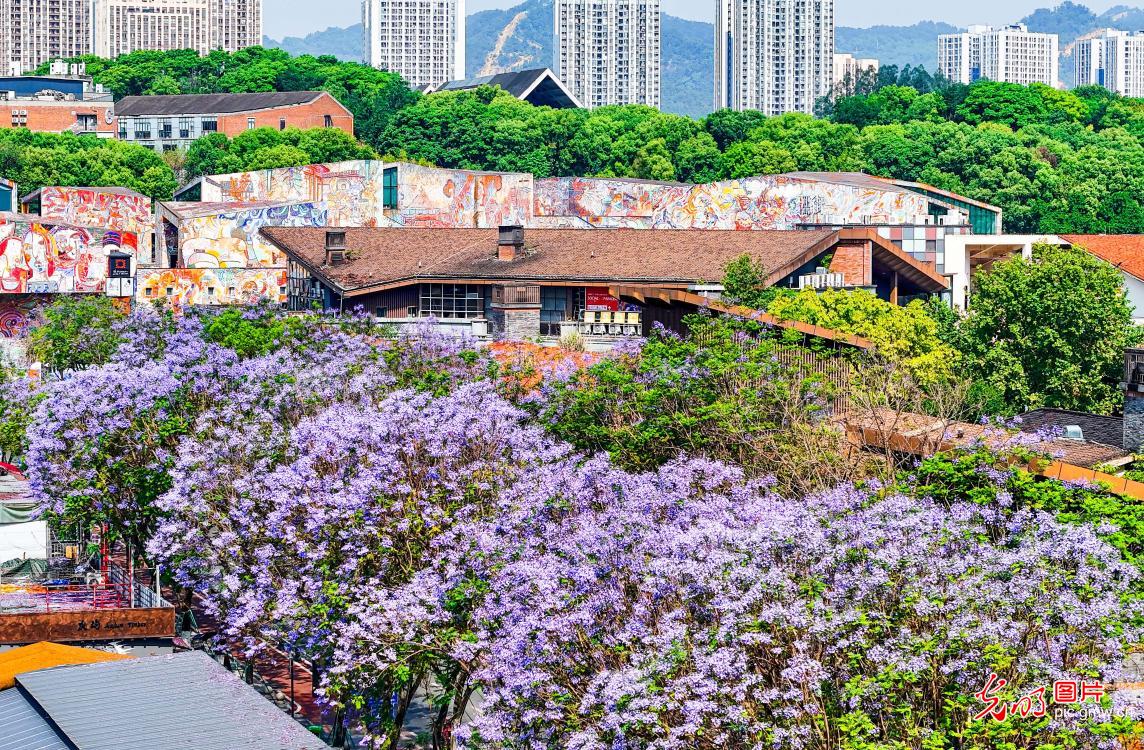 蓝花楹盛开