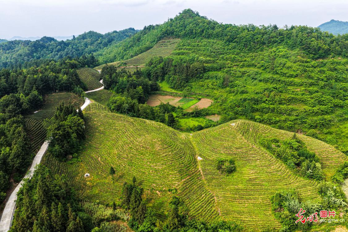 废弃矿山蝶变生态茶园 废弃矿山蝶变生态茶园