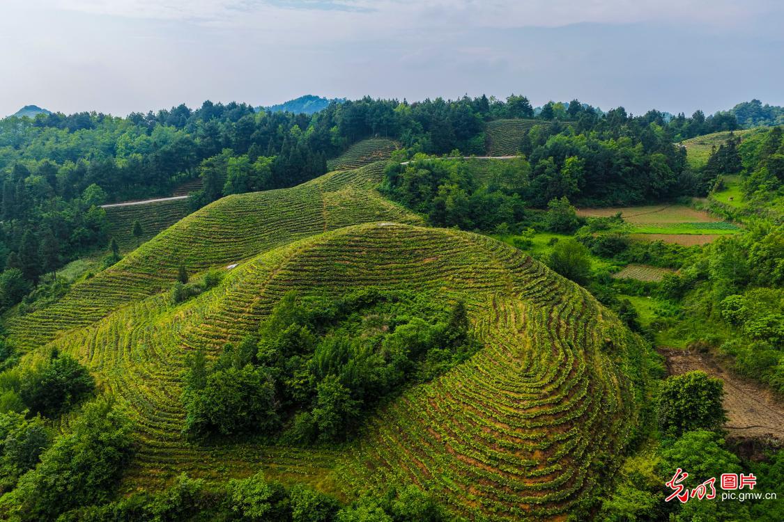 废弃矿山蝶变生态茶园 废弃矿山蝶变生态茶园