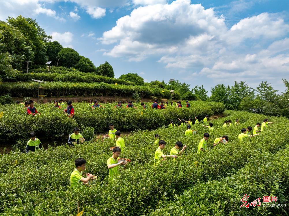 体验茶韵农耕 践行劳动育人 体验茶韵农耕 践行劳动育人
