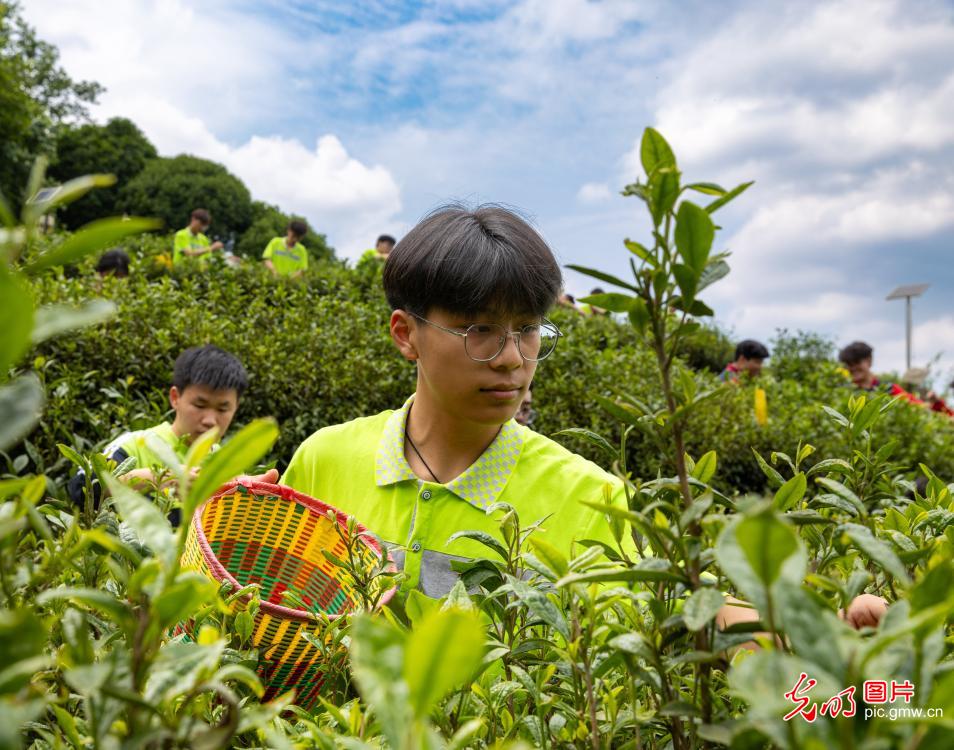 体验茶韵农耕 践行劳动育人 体验茶韵农耕 践行劳动育人
