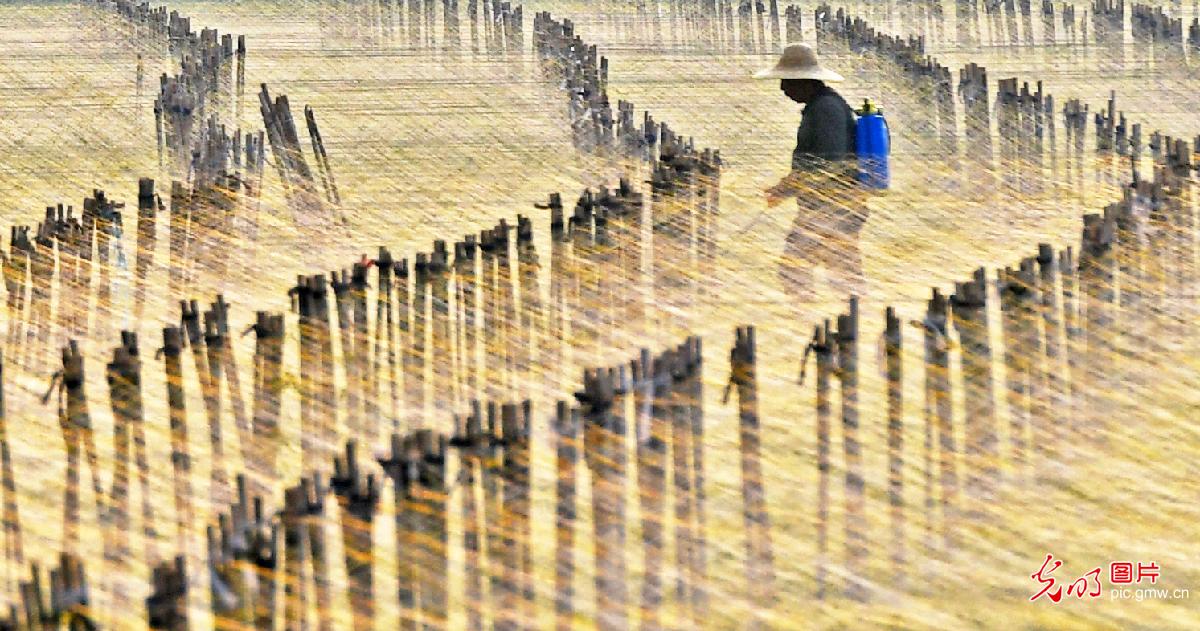 铁棍山药管护忙
