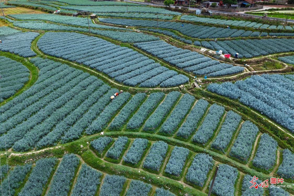 乡野焕生机 夏管正当时