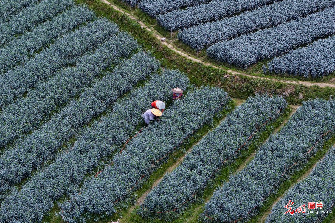 乡野焕生机 夏管正当时