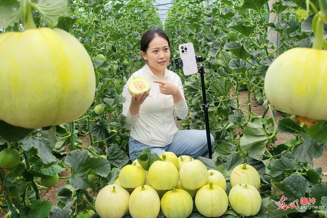 麦粒渐满插秧正酣 各地抢抓小满好时光