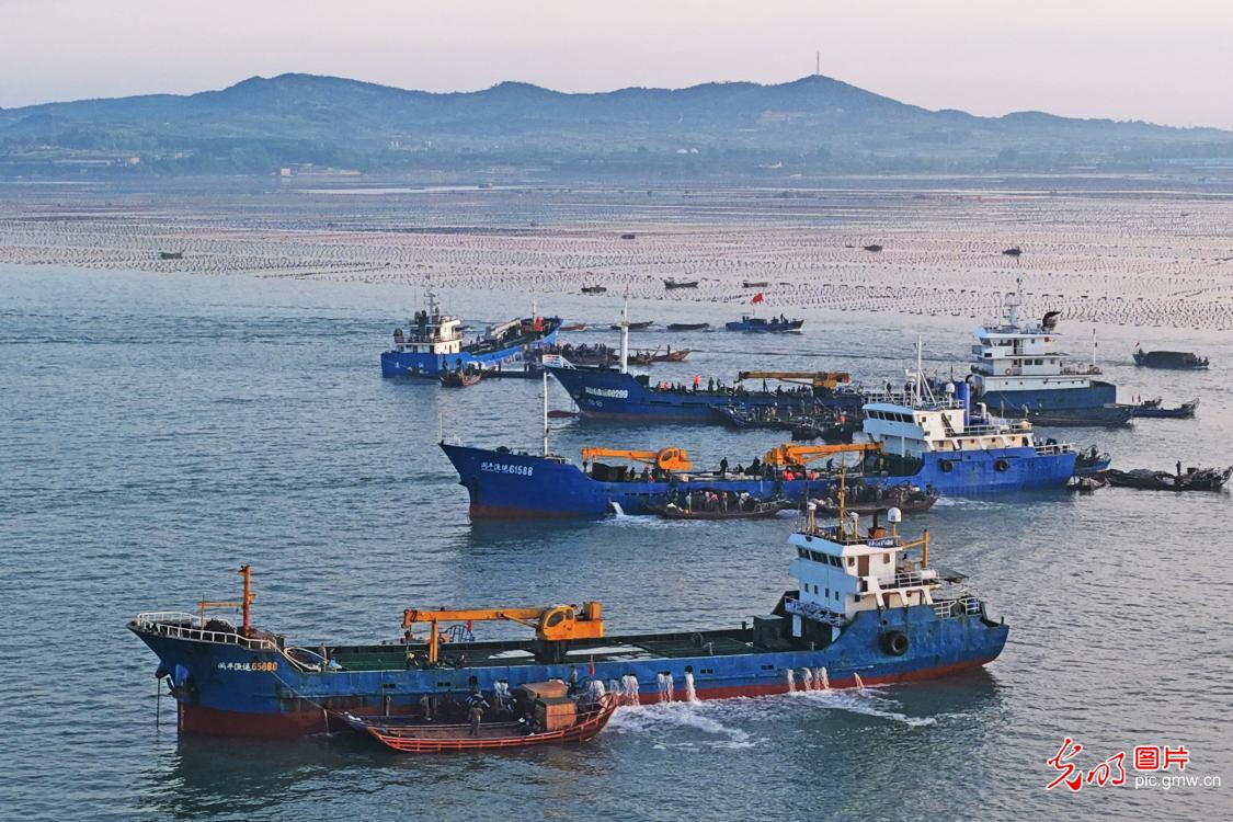 鲍鱼海陆联运 加速转场
