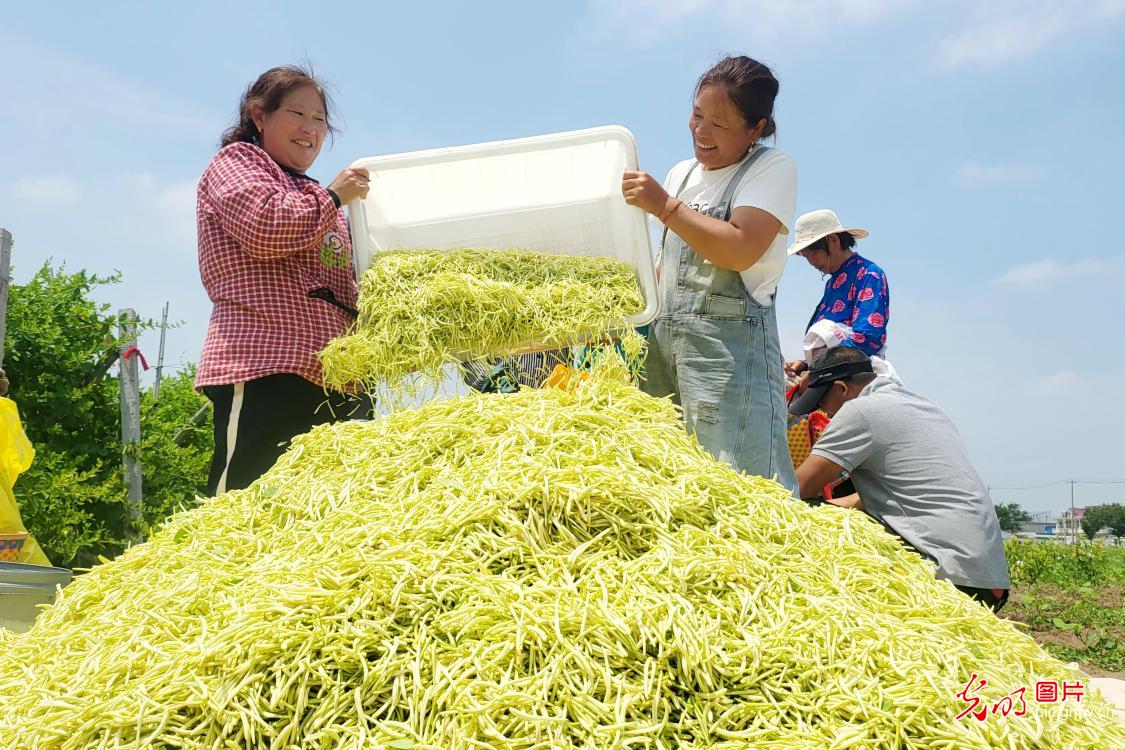 特色中药材种植 赋能乡村增收致富