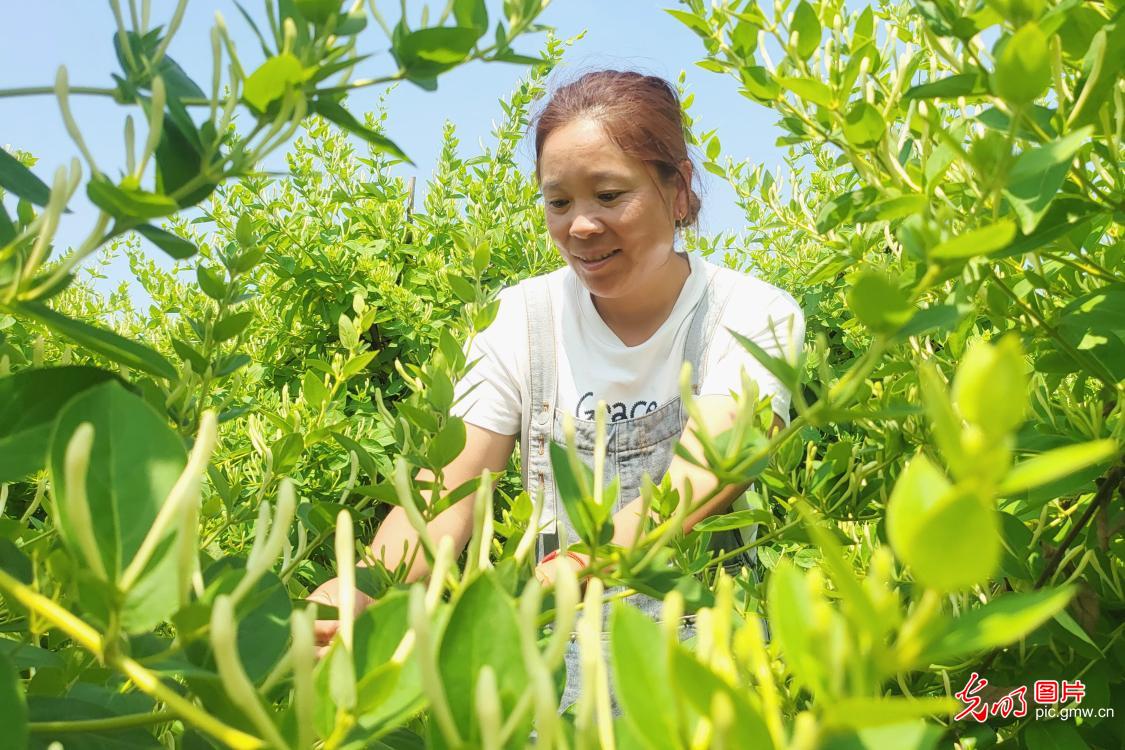 特色中药材种植 赋能乡村增收致富