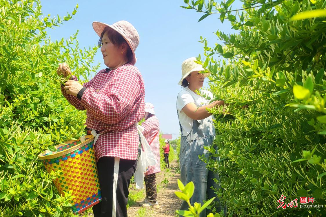 特色中药材种植 赋能乡村增收致富