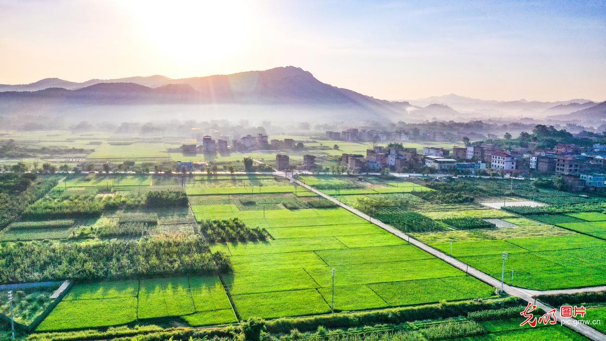 乡村景致生机勃发