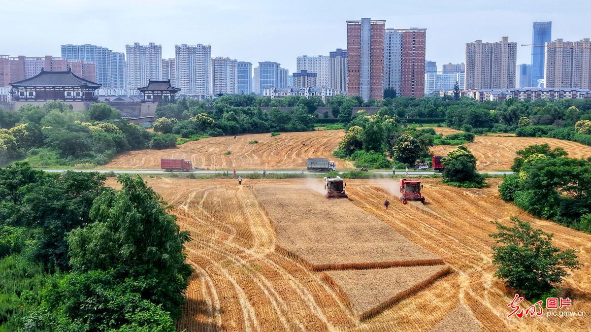 “三夏”麦收正当时 颗粒归仓保丰收 “三夏”麦收正当时 颗粒归仓保丰收