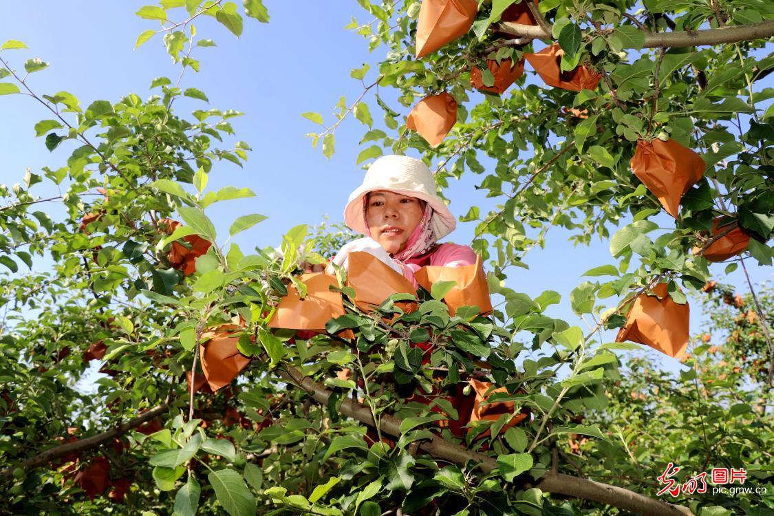 芒种时节农事忙 因地制宜稳增收