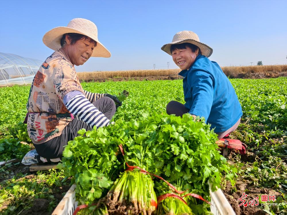 芒种时节农事忙 因地制宜稳增收