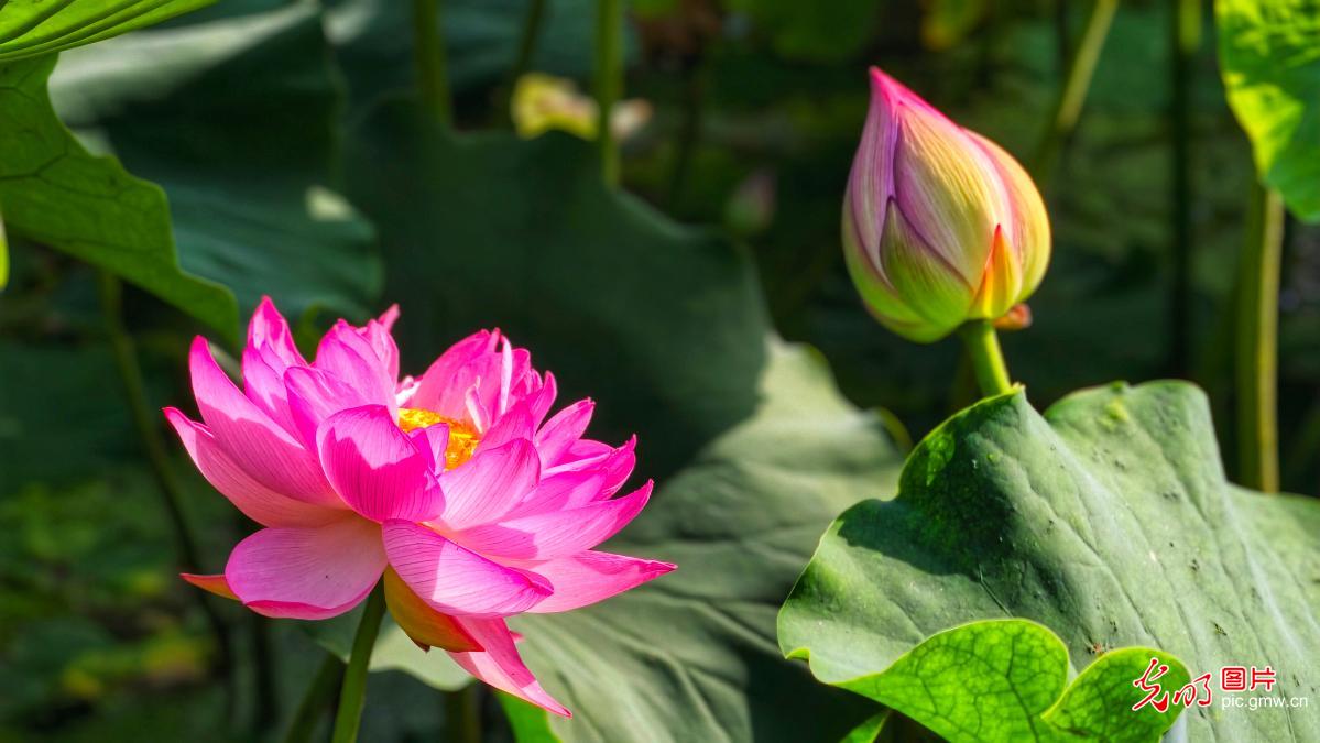 碧叶覆池塘荷花次第开 夏日好风光已就位