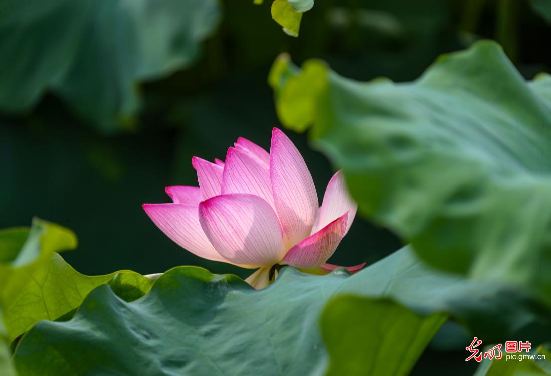 碧叶覆池塘荷花次第开 夏日好风光已就位