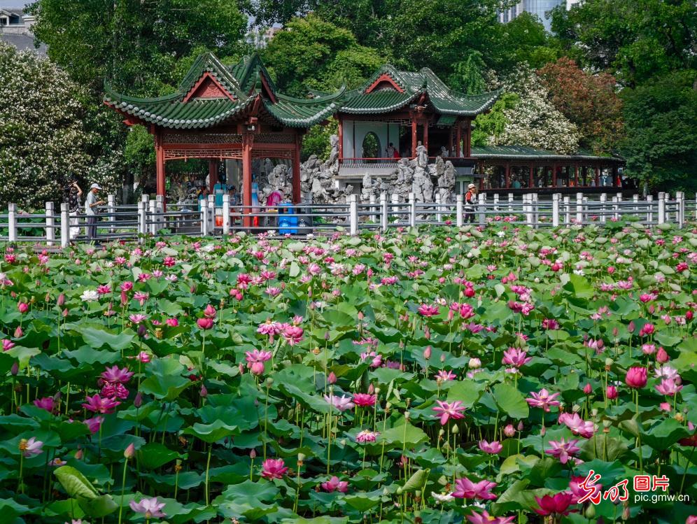 碧叶覆池塘荷花次第开 夏日好风光已就位