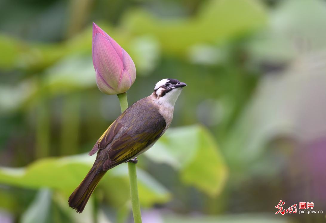 碧叶覆池塘荷花次第开 夏日好风光已就位