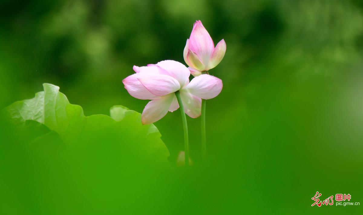 碧叶覆池塘荷花次第开 夏日好风光已就位