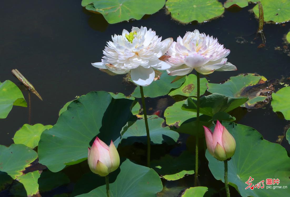 碧叶覆池塘荷花次第开 夏日好风光已就位