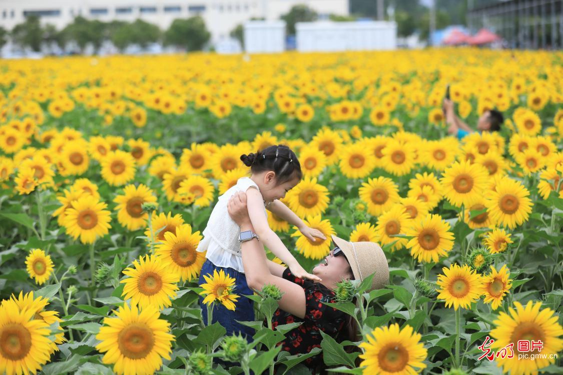 芬芳夏日葵花开