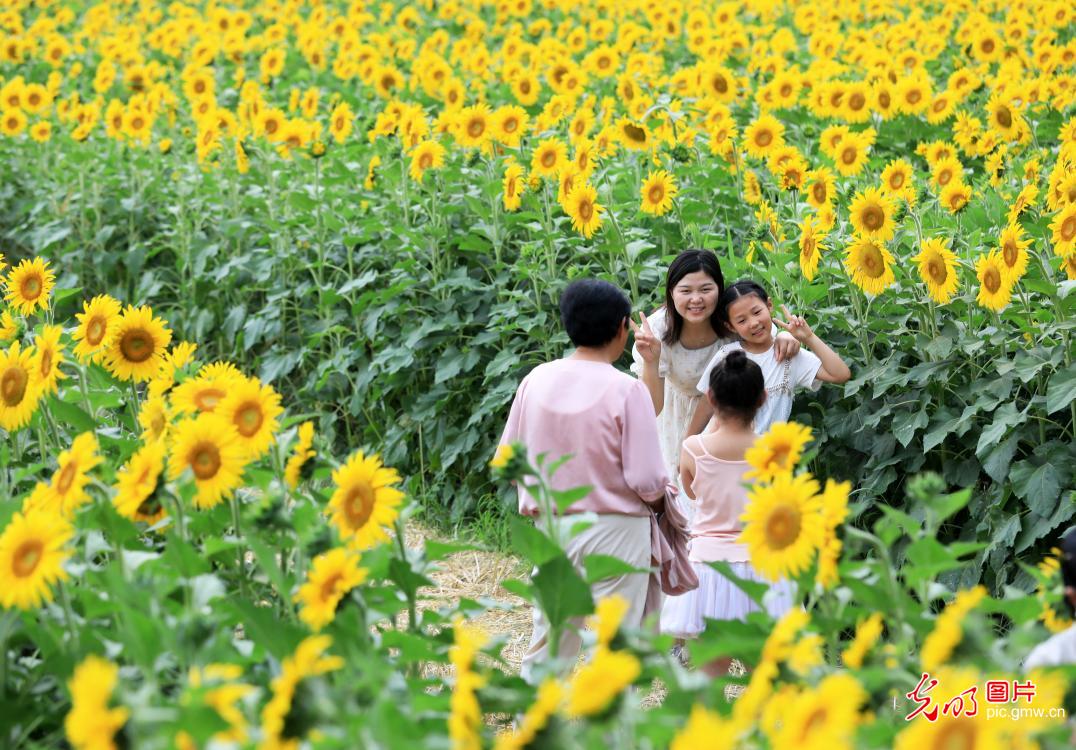 芬芳夏日葵花开