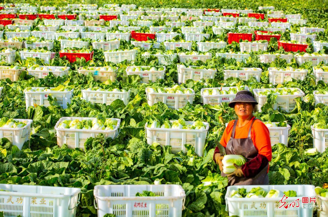 娃娃菜丰收供市忙