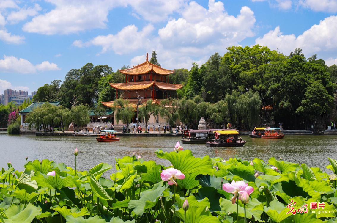 夏荷盛放 泛舟游园