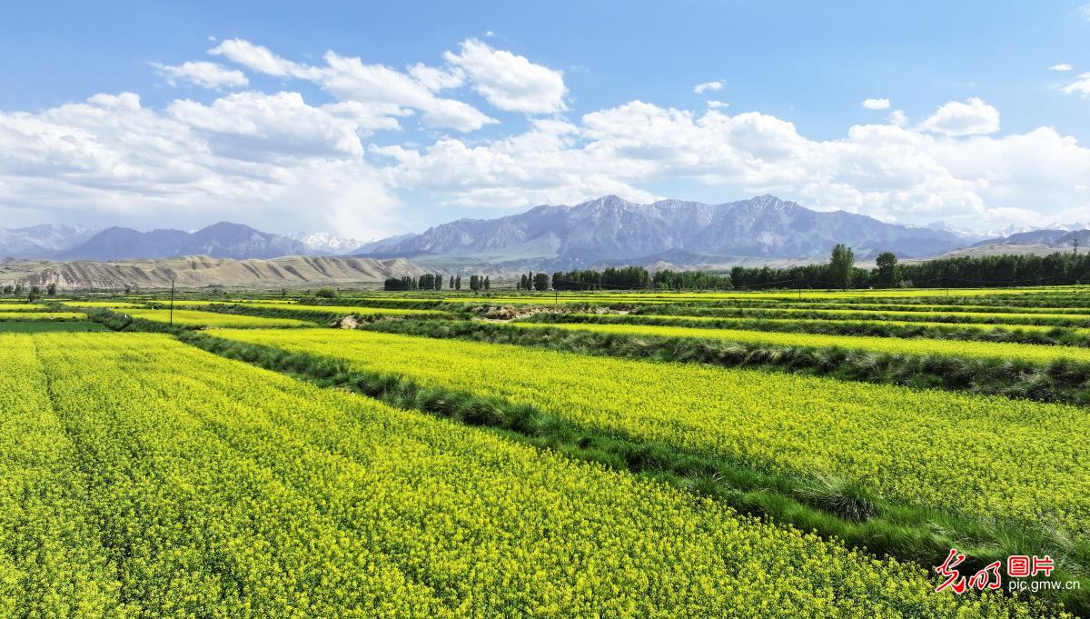 祁连山下油菜花开