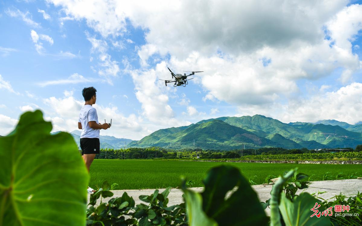 夏至抢农时 田间农事忙