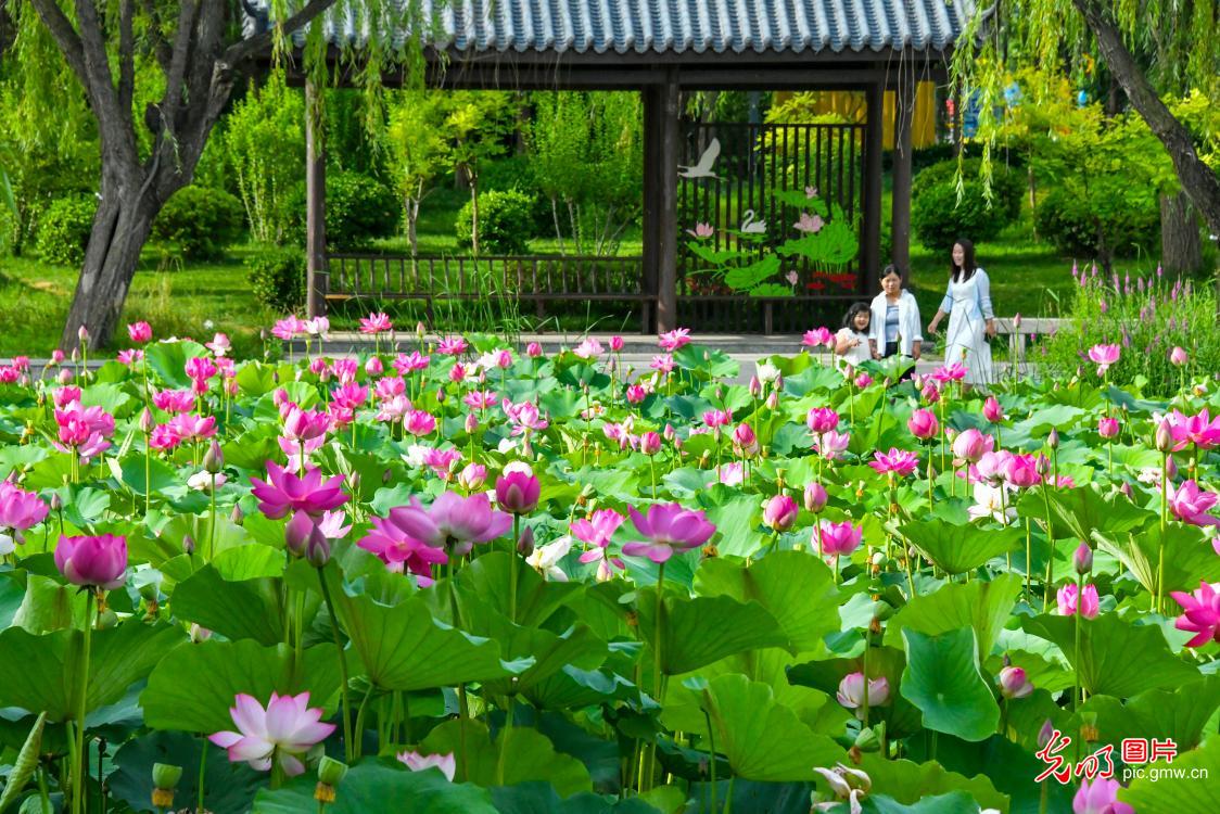荷香四溢醉游人 乐享夏日好时光