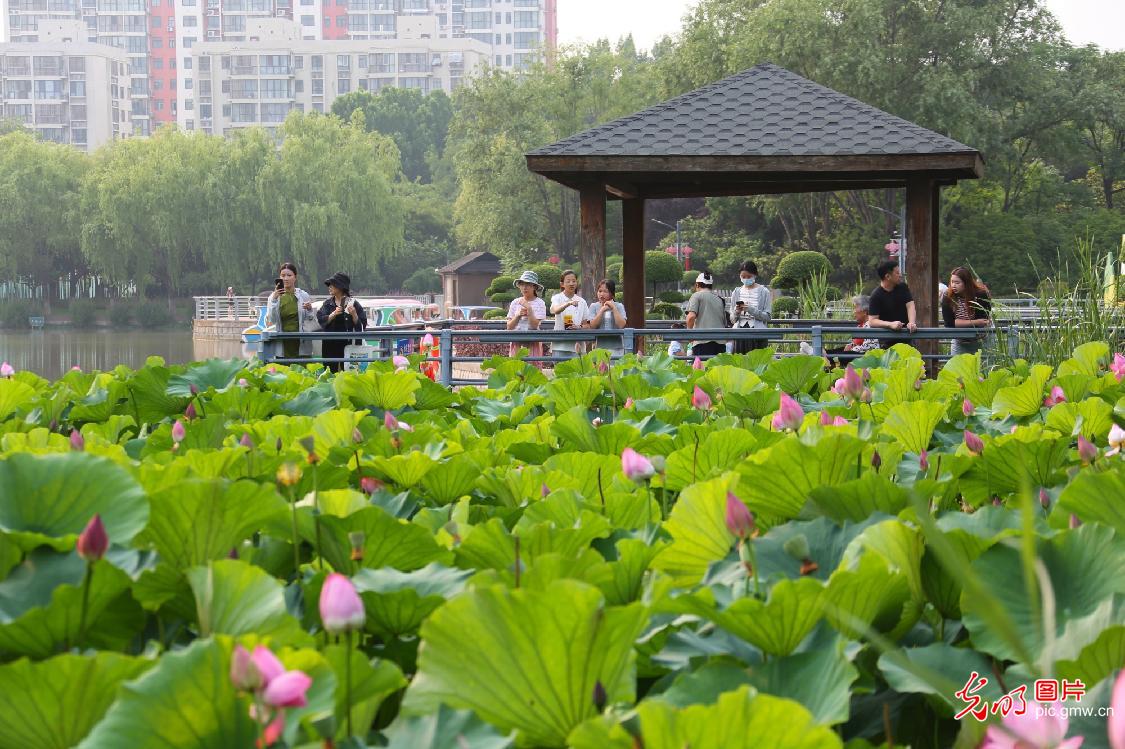 荷香四溢醉游人 乐享夏日好时光