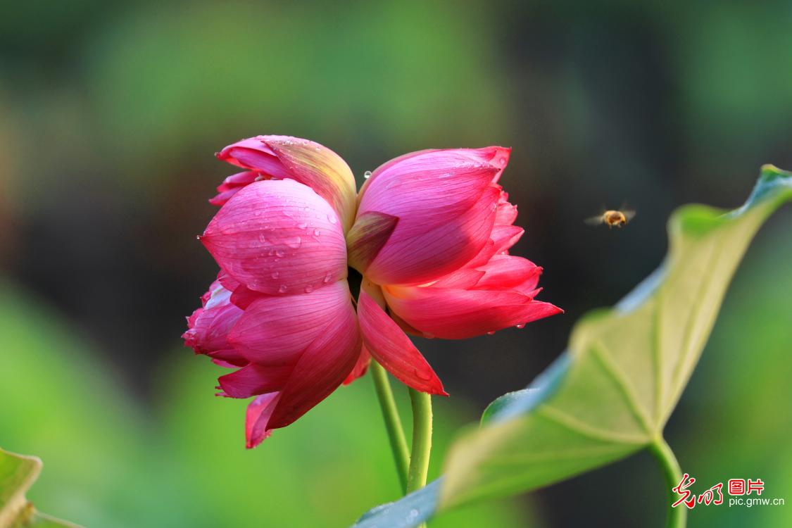 盛夏京城花意浓 休闲赏景享清凉