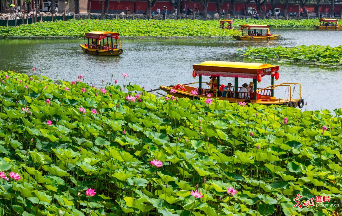 盛夏京城花意浓 休闲赏景享清凉