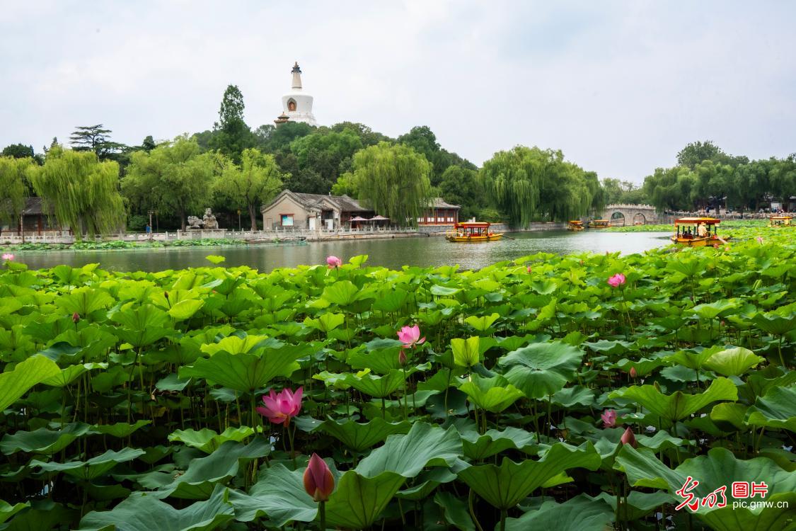 盛夏京城花意浓 休闲赏景享清凉